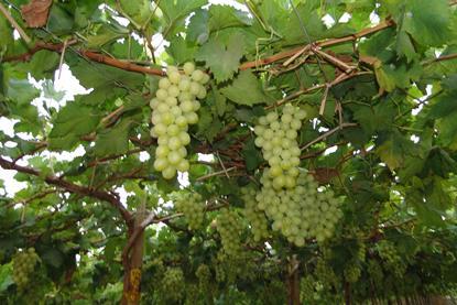 Empafrut Tafeltrauben White Seedless (6)