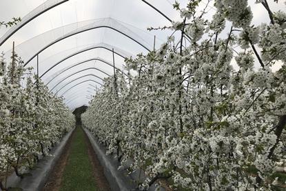 Haygrove cherries