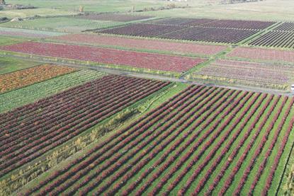 Poland Fieldstone berry production