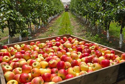 Harvesting Kanzi March 2026 Ian Pearce Orange