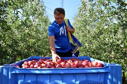 IT Vog apples harvest picker 2021