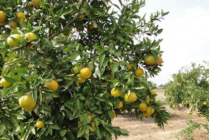 Türkei Mandarinen-Plantage Sorte Okitsu