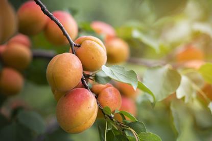 Foto: Dusan Kostic/AdobeStock