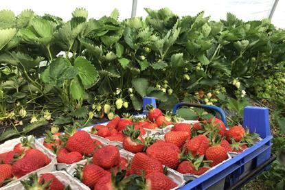 Erdbeeren Niedersachsen