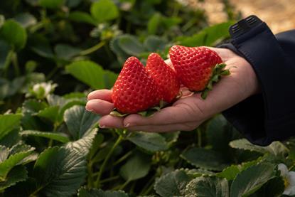 Growers have reportedly praised the variety for its ease of picking and high tolerance to botrytis