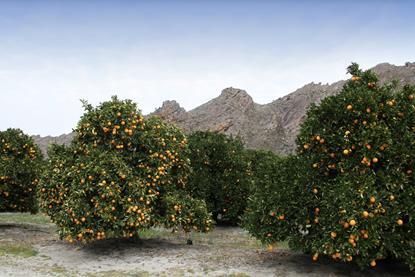 South Africa Citrus Western Cape Adobe Stock