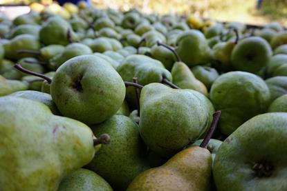 South Africa pears
