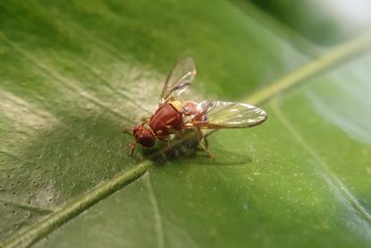 Queensland fruit fly on leaf