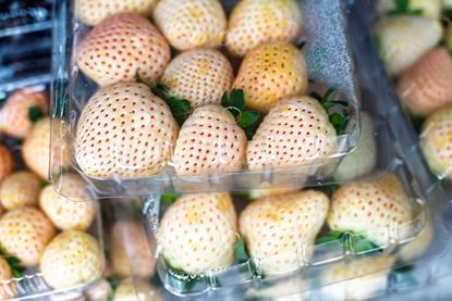 White strawberries stacked in clamshells