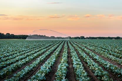 High temperatures are affecting the quality of UK brassica crops