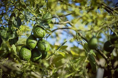 Avocados am Baum