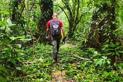 Corbana Cámara trampa Agroforestales 3