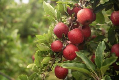 Flash Gala on tree South Africa