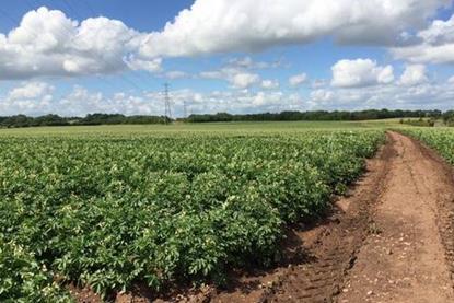 Nearly 30,000 potato plants were topped to create the advertisement