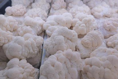 Lion's Mane is seeing huge surge in demand