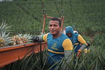 Agricola Karlita pineapples Ecuador
