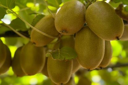 RSA Oscar Gold kiwifruit Primland