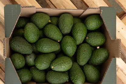 Montosa - Avocados