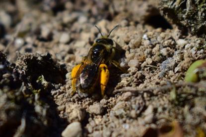 2025-article-little-bees-need-help-too