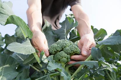 The BGA says the extreme weather is heaping more pressure on cash-strapped brassica growers