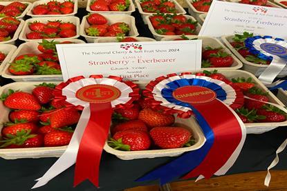 Best Exhibit of Everbearer Strawberry Eves Delight 2 from the Edward Vinson breeding programme,