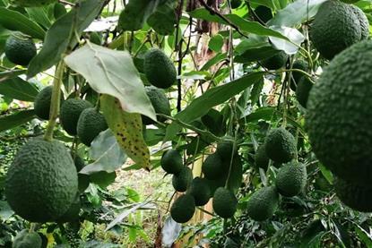 Kenyan avos