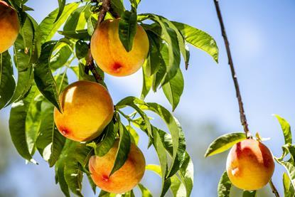 South African stonefruit