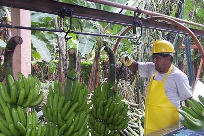 Bananen/Ecuador: Mittelmeerraum verzeichnet im ersten Halbjahr die stärksten Zuwächse
