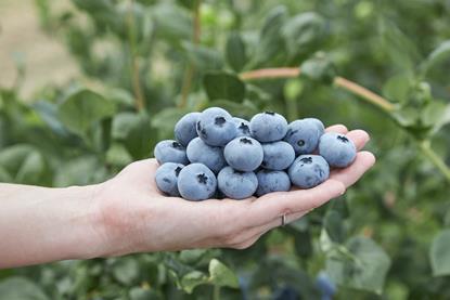 Sekoya Nova blueberries in hand 2026