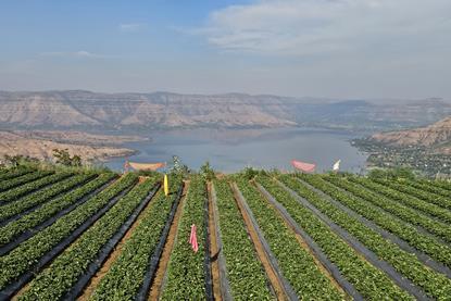 Indian strawberry fields of NSG variety