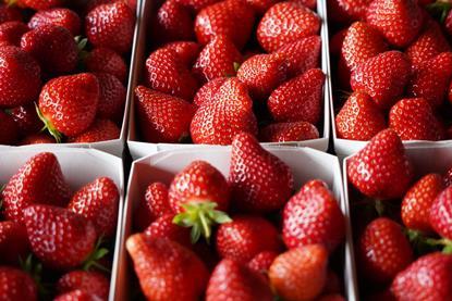 CH CREDIT Swiss Fruit Association Strawberries