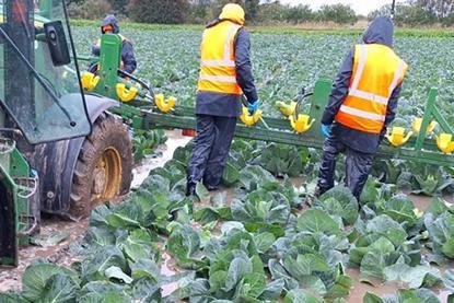 UK growers of Brussels sprouts and other brassicas have been badly affected by flooding