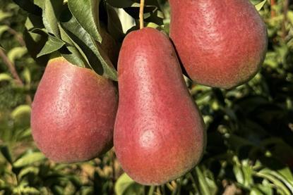 Tru-Cape blushed pears South Africa