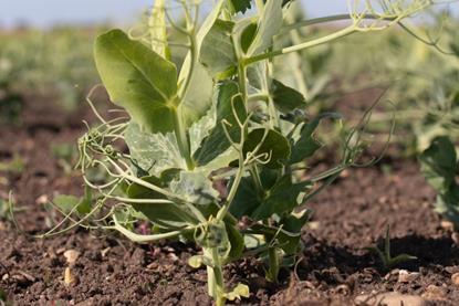 The project is examining vining pea density