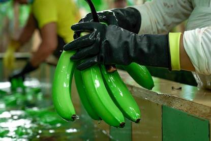 EC bananas being washed in Ecuador AEBE