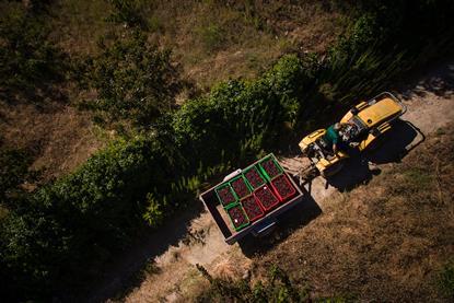 Picota cherries aerial shot