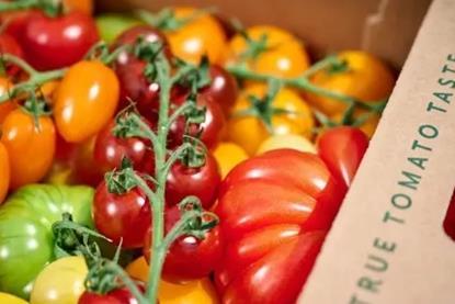 The collaborative project aims to ‘take the guesswork out of tomato production’