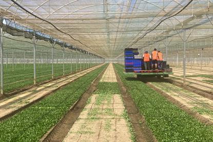 UK Florette lambs lettuce