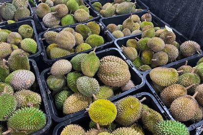 Malaysian durian in Market Baskets Including Musang King, D24, Black Thorn Adobe Stock