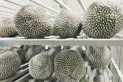 Malaysian durian to china 6