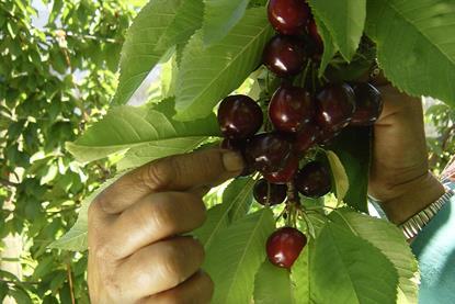 South African cherries