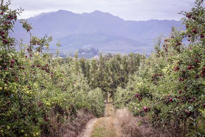 Apple orchards near Cape Town South Africa Adobe Stock