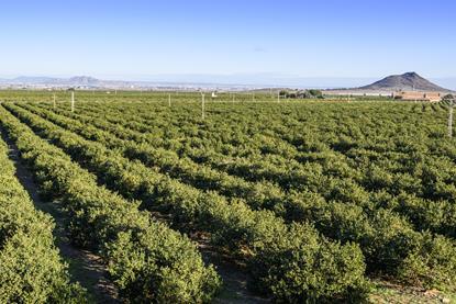 Spanish lemons Ailimpo
