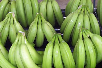 Costa Rica - Bananen