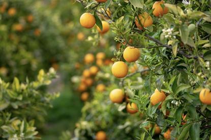 Generic orange grove Adobe Stock