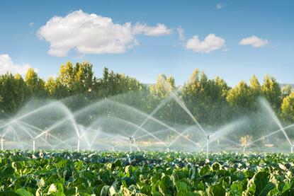 Vegetable farm irrigation