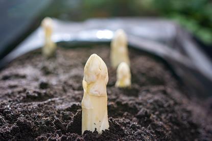 Spargel