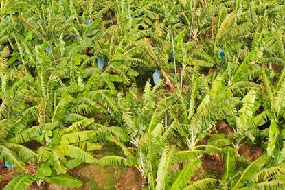 Banana plantation in Mindanao, the Philippines