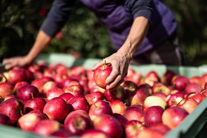 Vog organic Inored apples Armin Huber