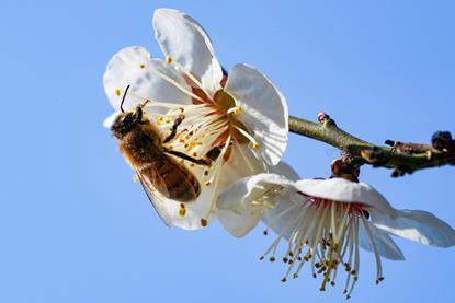 Mason bees